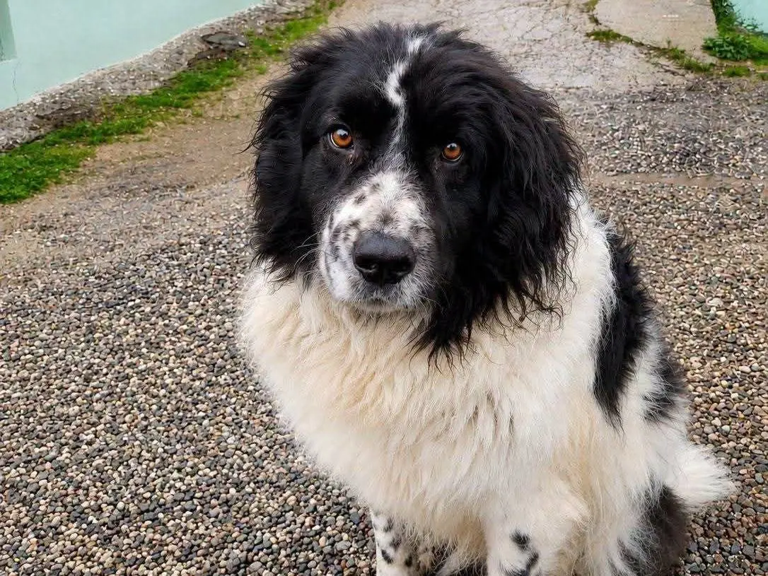 Adozione cane, maschio, Terranova Razza sconosciuta, 10 anni e 4 mesi, taglia gigante, Crotone