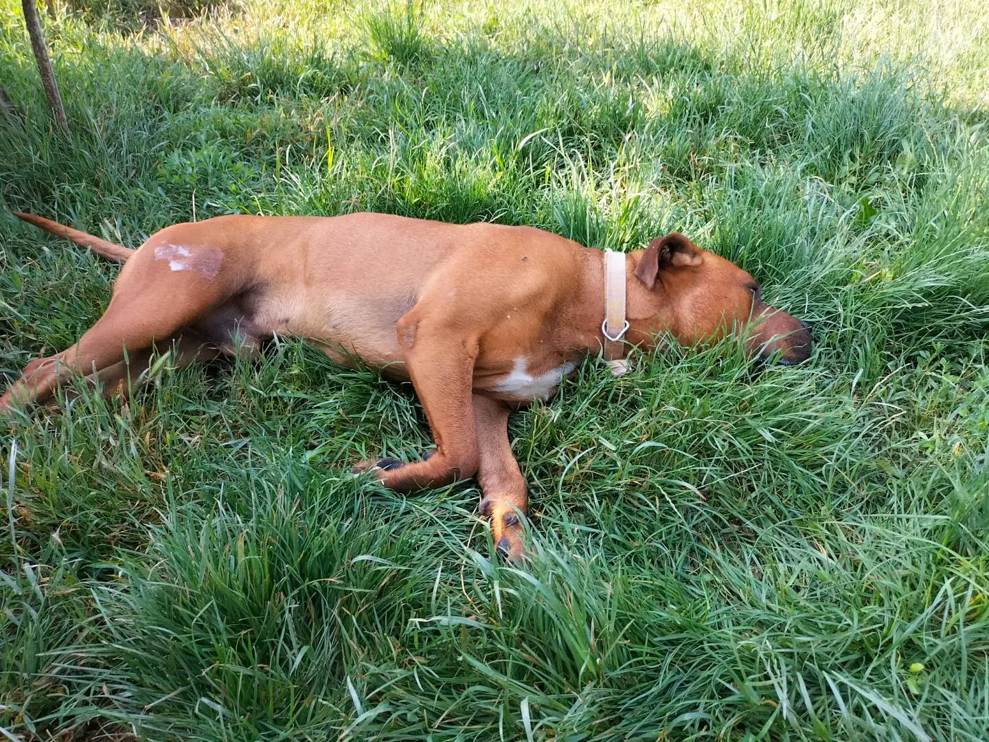Foto 2 dell'animale