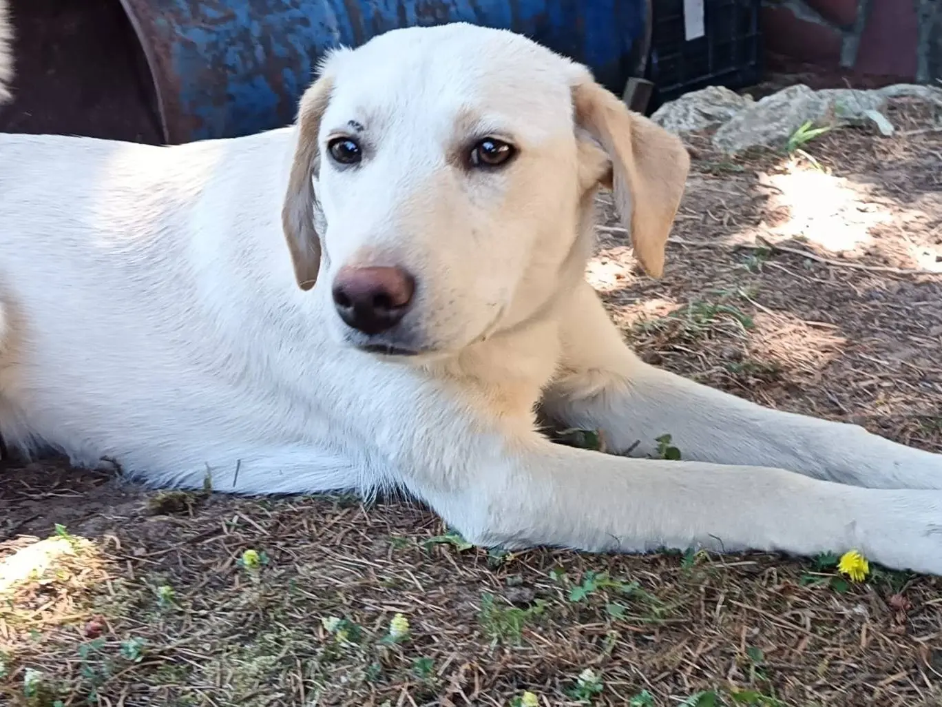 Adozione cane, femmina, Razza sconosciuta Razza sconosciuta, 11 mesi, taglia media, Catanzaro
