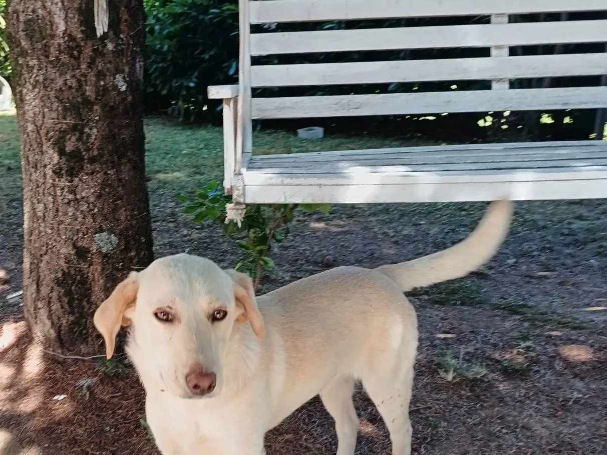 Adotta un cane, femmina, 11 mesi, Catanzaro