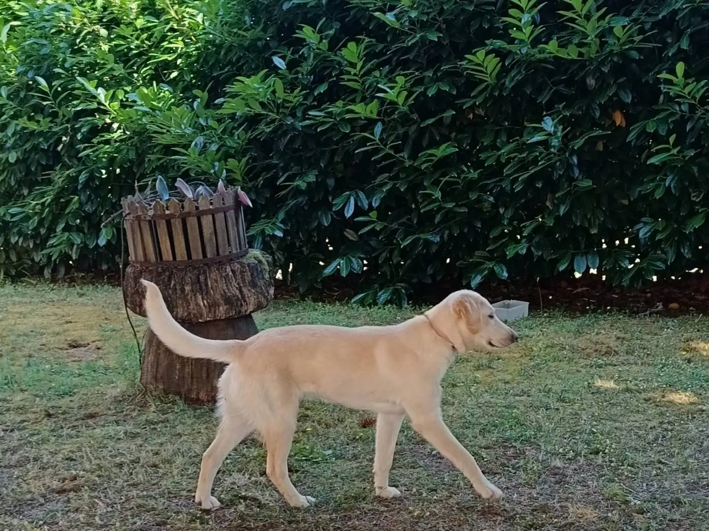 Adotta un cane, taglia media, femmina, Catanzaro