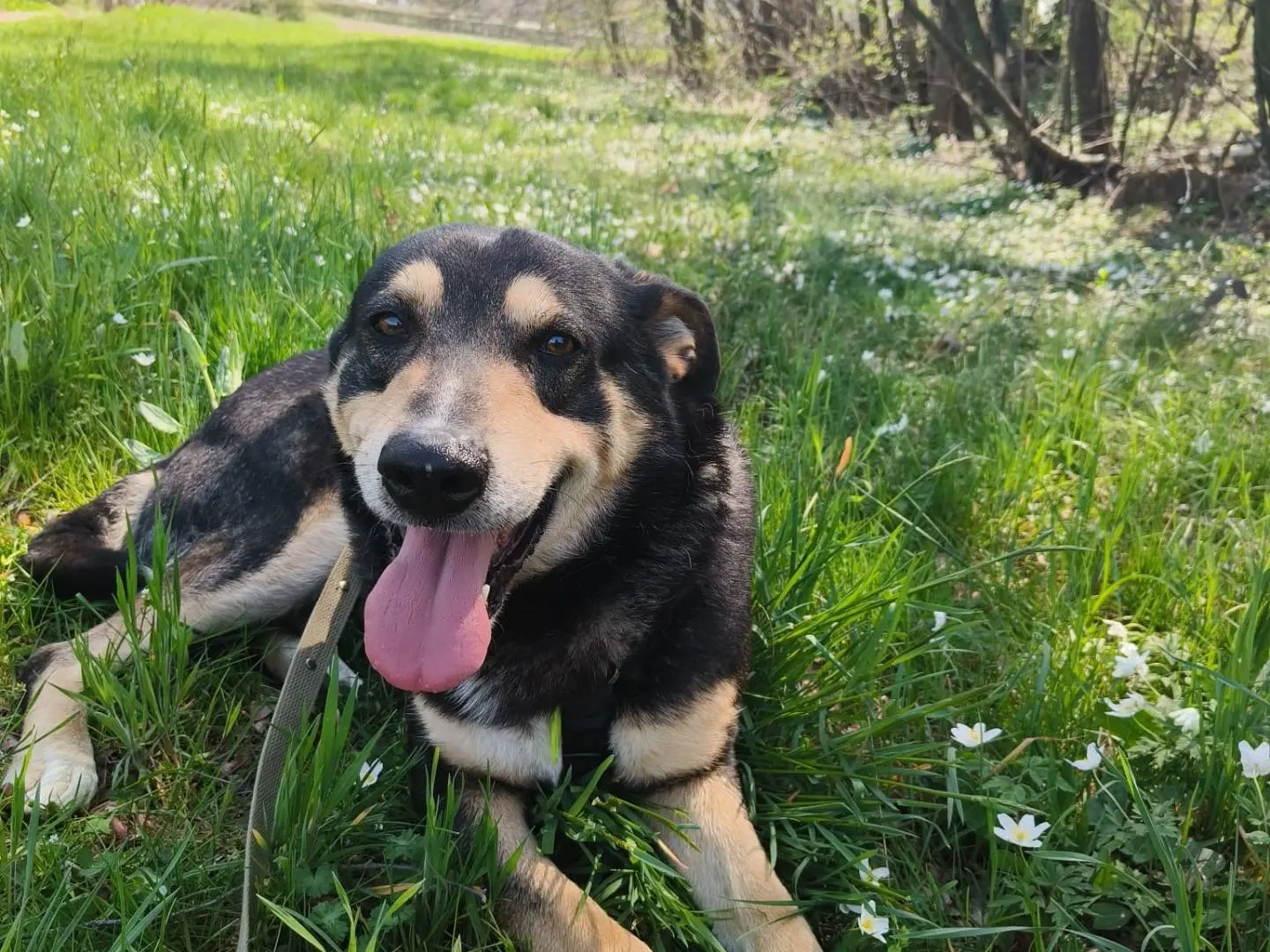 Adotta un cane, taglia media, maschio, Como