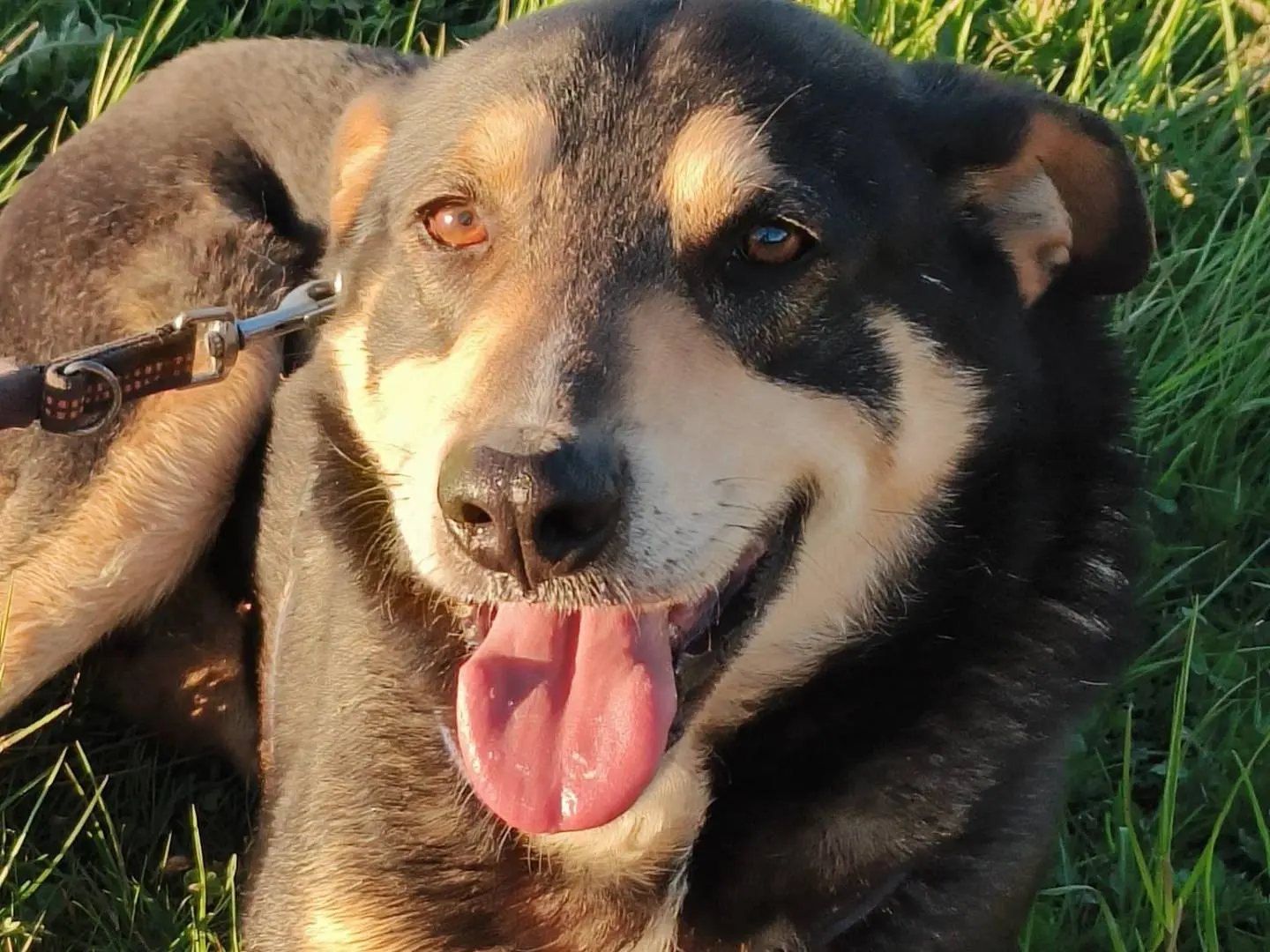 Adozione cane, maschio, Razza sconosciuta Razza sconosciuta, 6 anni e 5 mesi, taglia media, Como