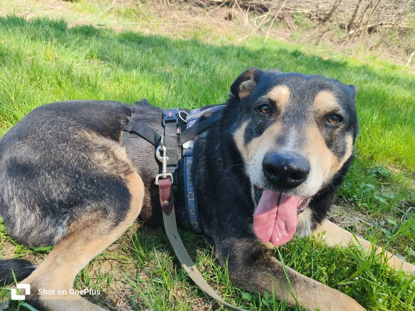 Adotta un cane, maschio, 6 anni e 5 mesi, Como