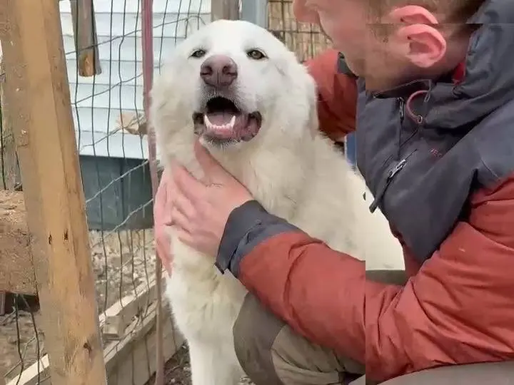 Adozione cane, femmina, Pastore maremmano Razza sconosciuta, 2 anni e 7 mesi, taglia grande, Potenza