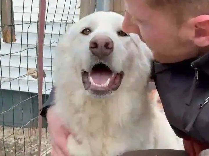 Adotta un cane, femmina, 2 anni e 7 mesi, Potenza