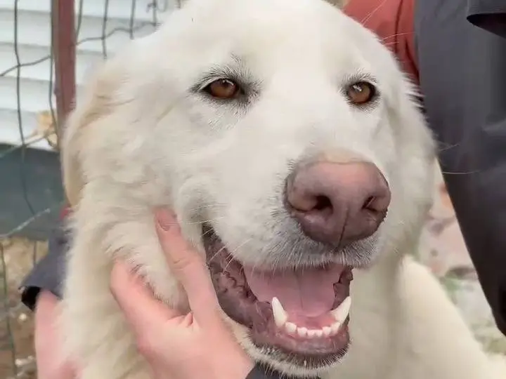 Adotta un cane, taglia grande, femmina, Potenza