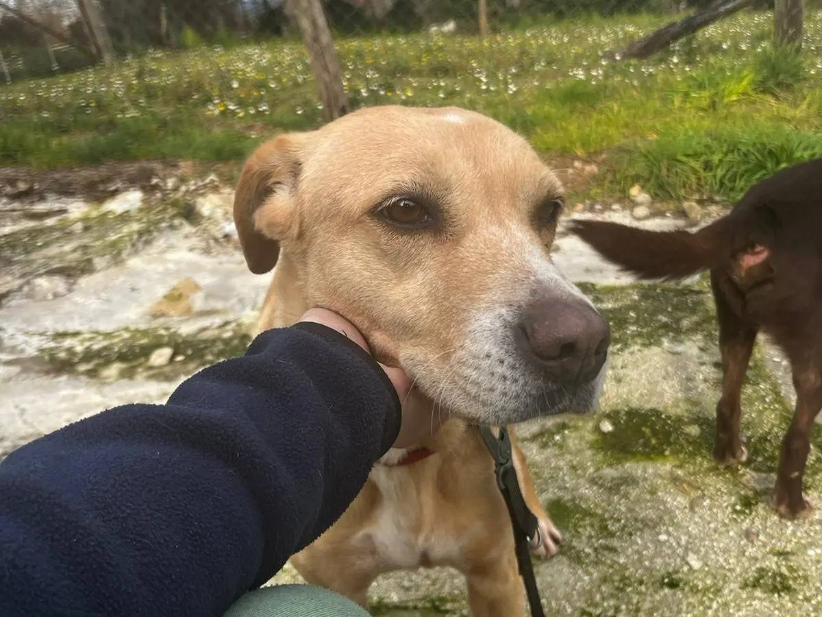 Foto 2 dell'animale