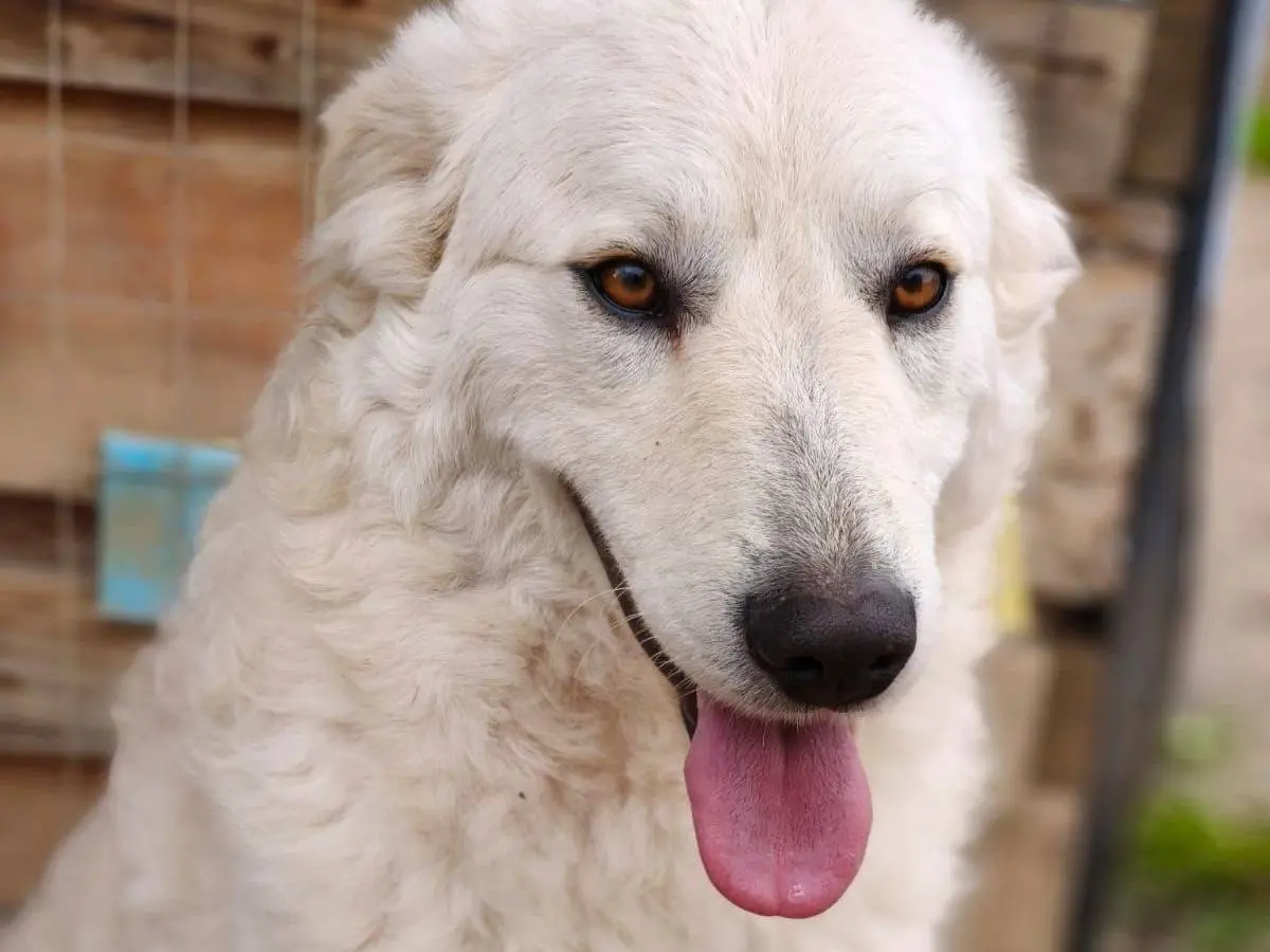 Adozione cane, femmina, Pastore maremmano Razza sconosciuta, 2 anni e 8 mesi, taglia media, Chieti