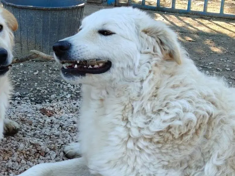 Adotta un cane, femmina, 2 anni e 8 mesi, Chieti