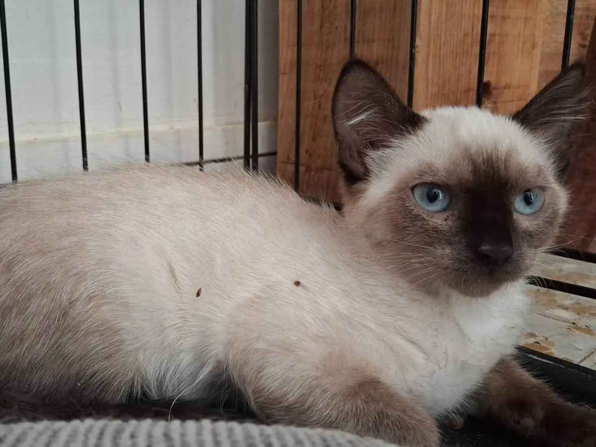 Adotta un gatto, femmina, 6 mesi, Chieti
