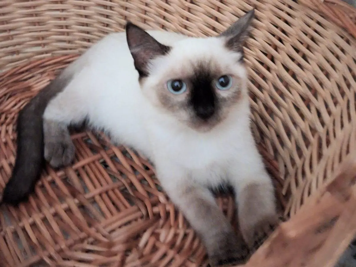 Adozione gatto, femmina, Siamese Razza sconosciuta, 6 mesi, taglia non valida, Chieti
