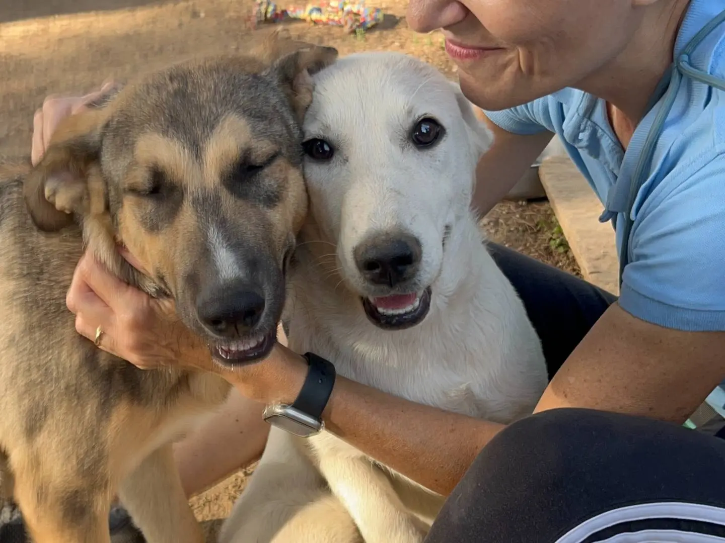 Vuoi adottare un cane a Milano?