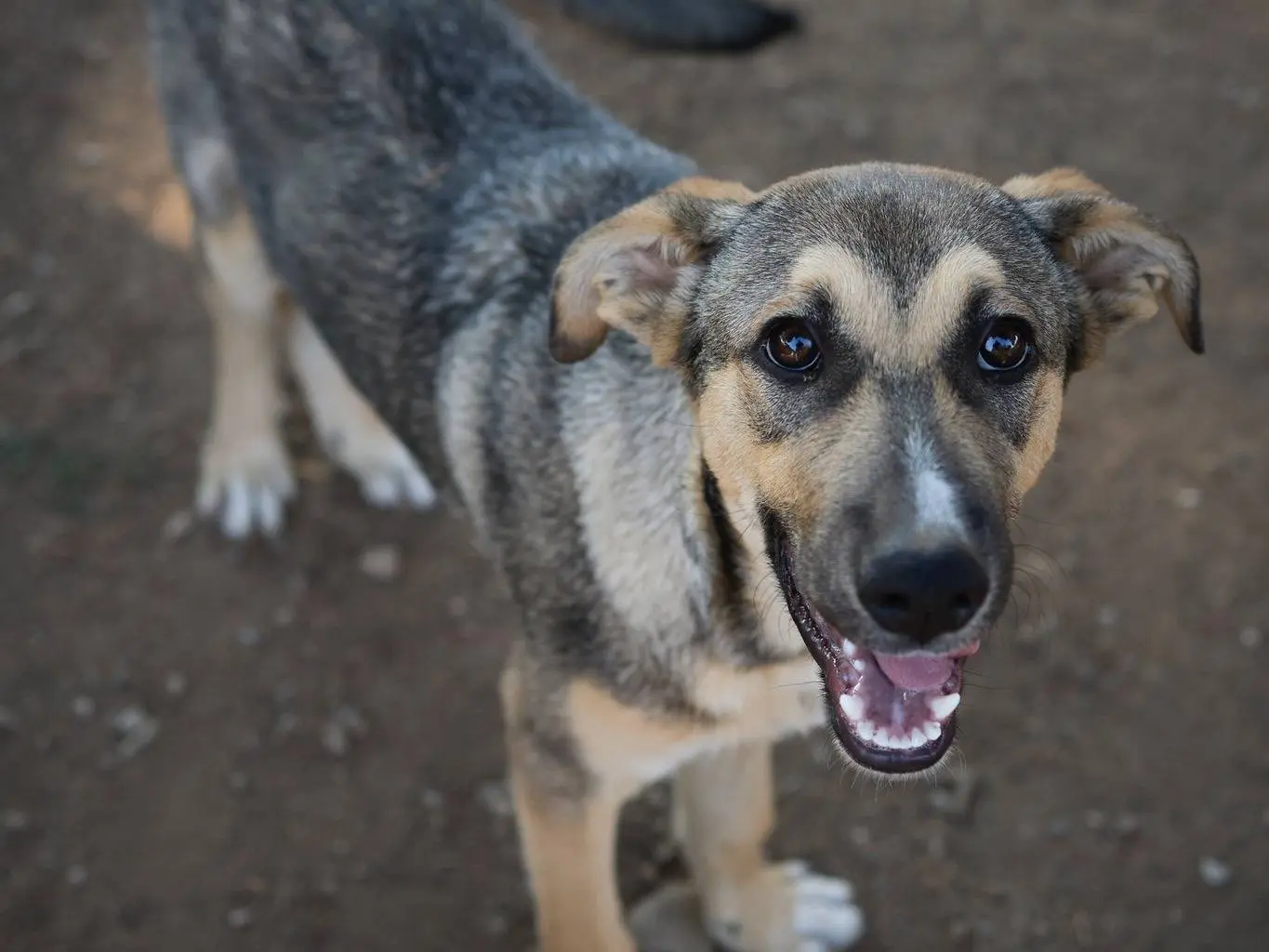 Adotta un cane, femmina, 6 mesi, Milano