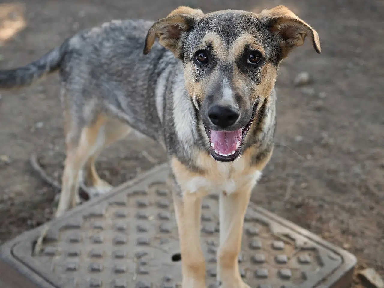 Adozione cane, femmina, Razza sconosciuta Razza sconosciuta, 6 mesi, taglia media, Milano