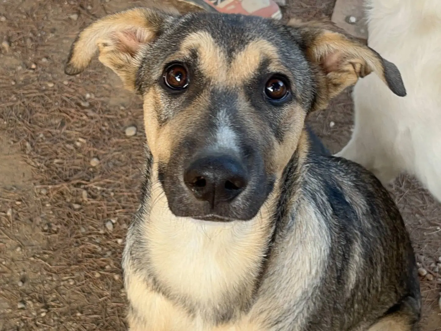 Adotta un cane, taglia media, femmina, Milano