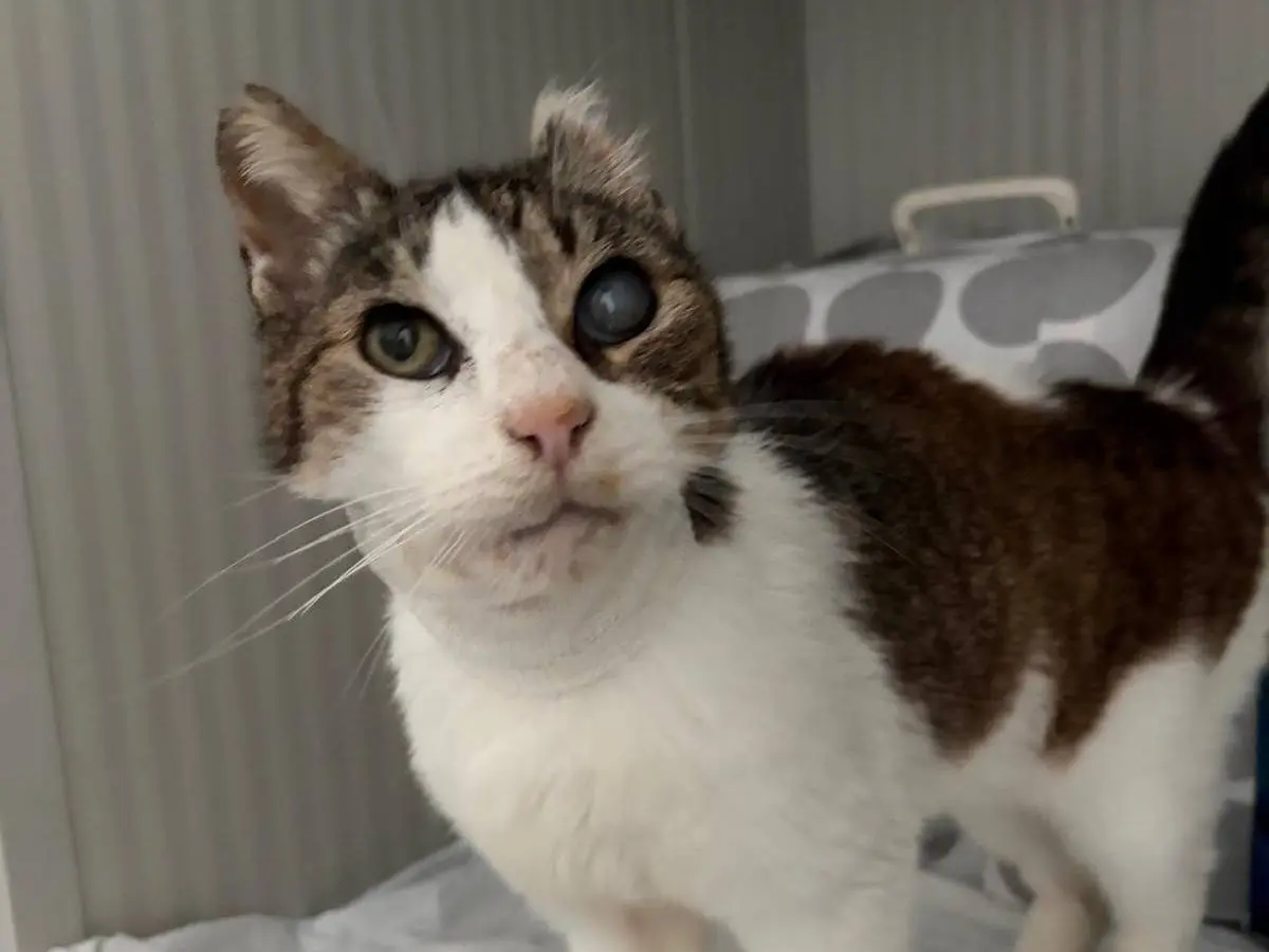 Adotta un gatto, maschio, 11 anni e 1 mese, Milano