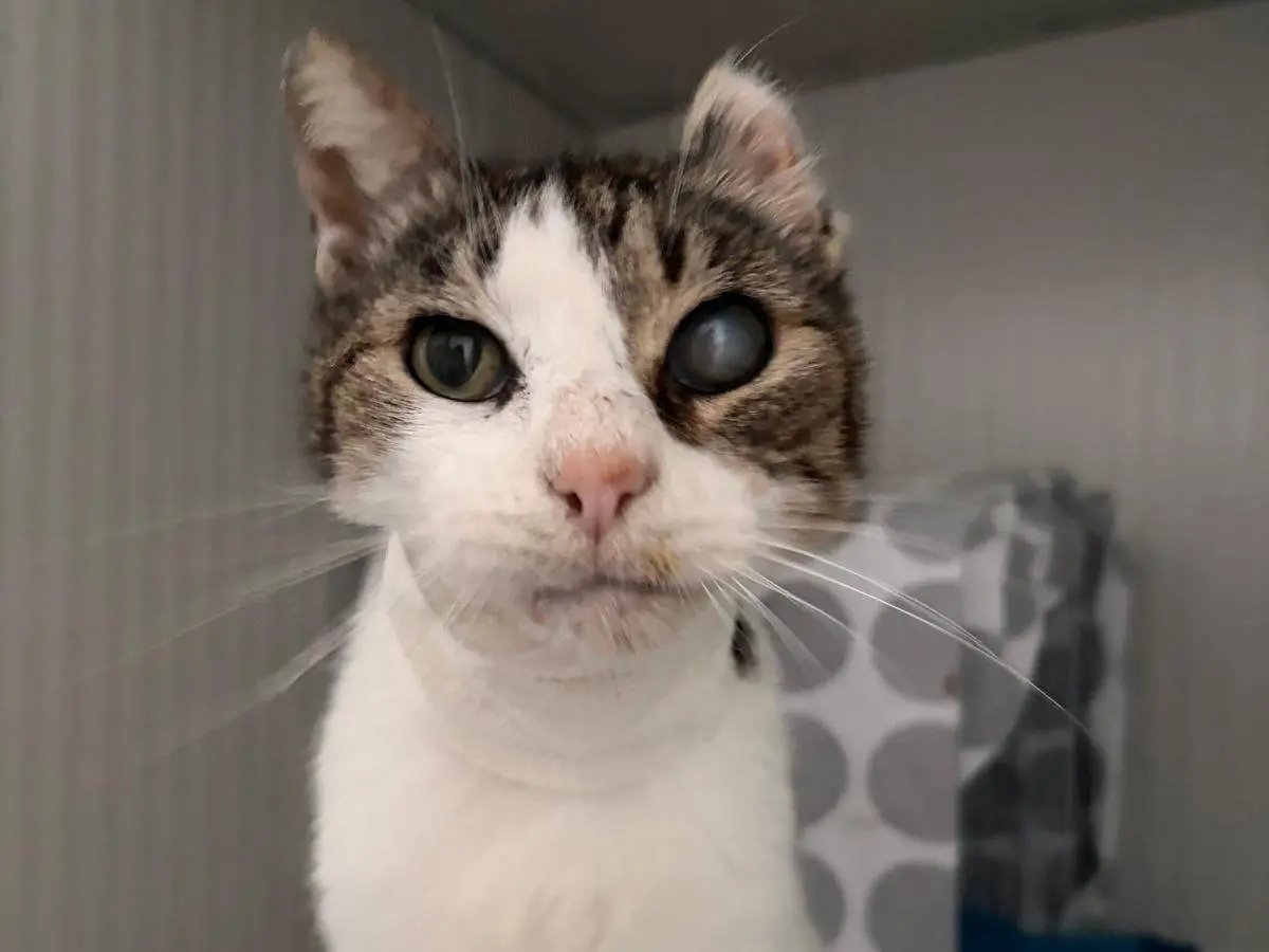 Adozione gatto, maschio, Razza sconosciuta Razza sconosciuta, 11 anni e 1 mese, taglia non valida, Milano