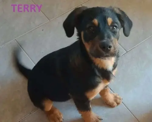 Adozione cane, femmina, meticcio, 3 anni e 7 mesi, taglia media, Catania