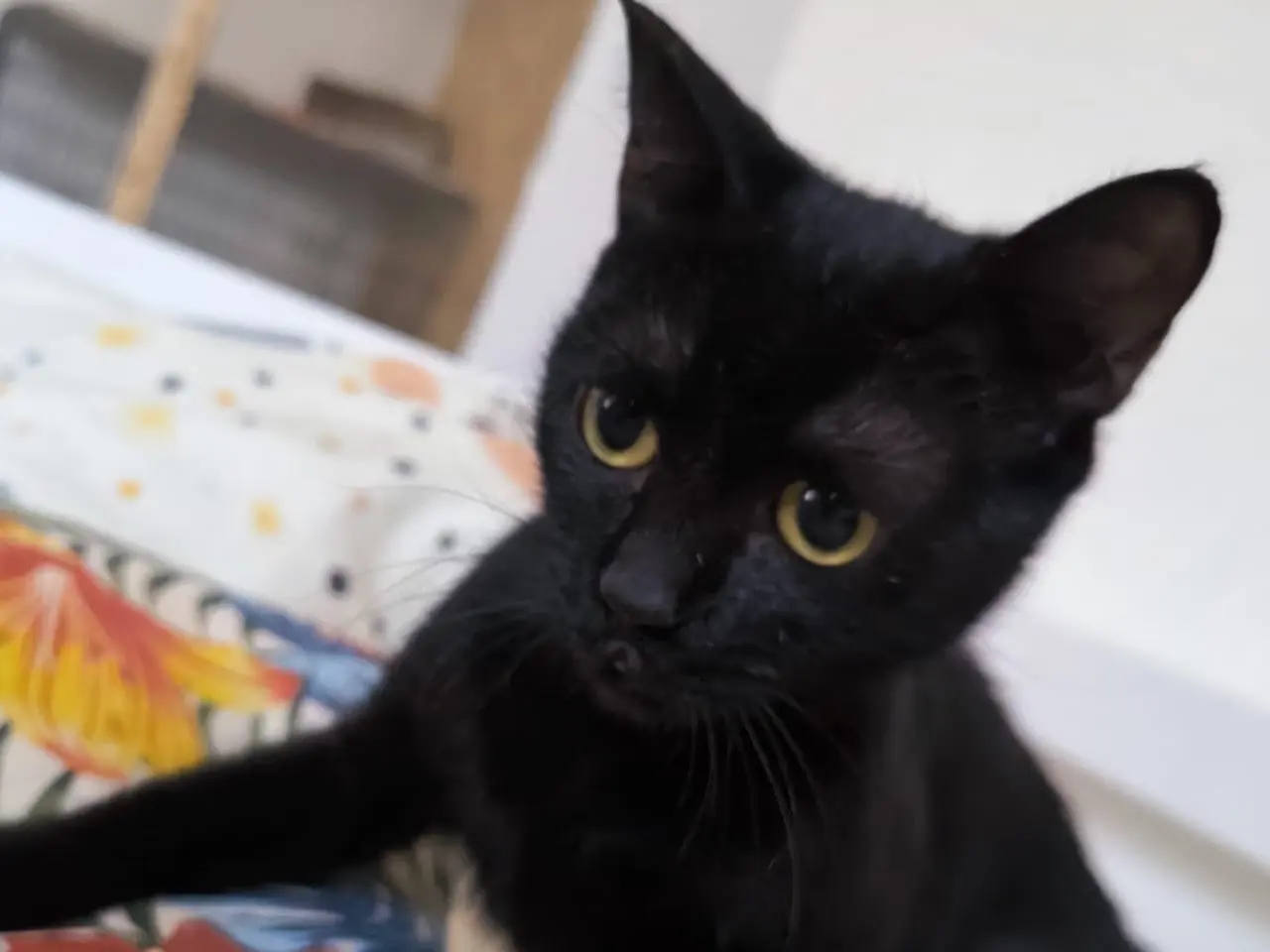 Adotta un gatto, taglia non valida, femmina, Bari