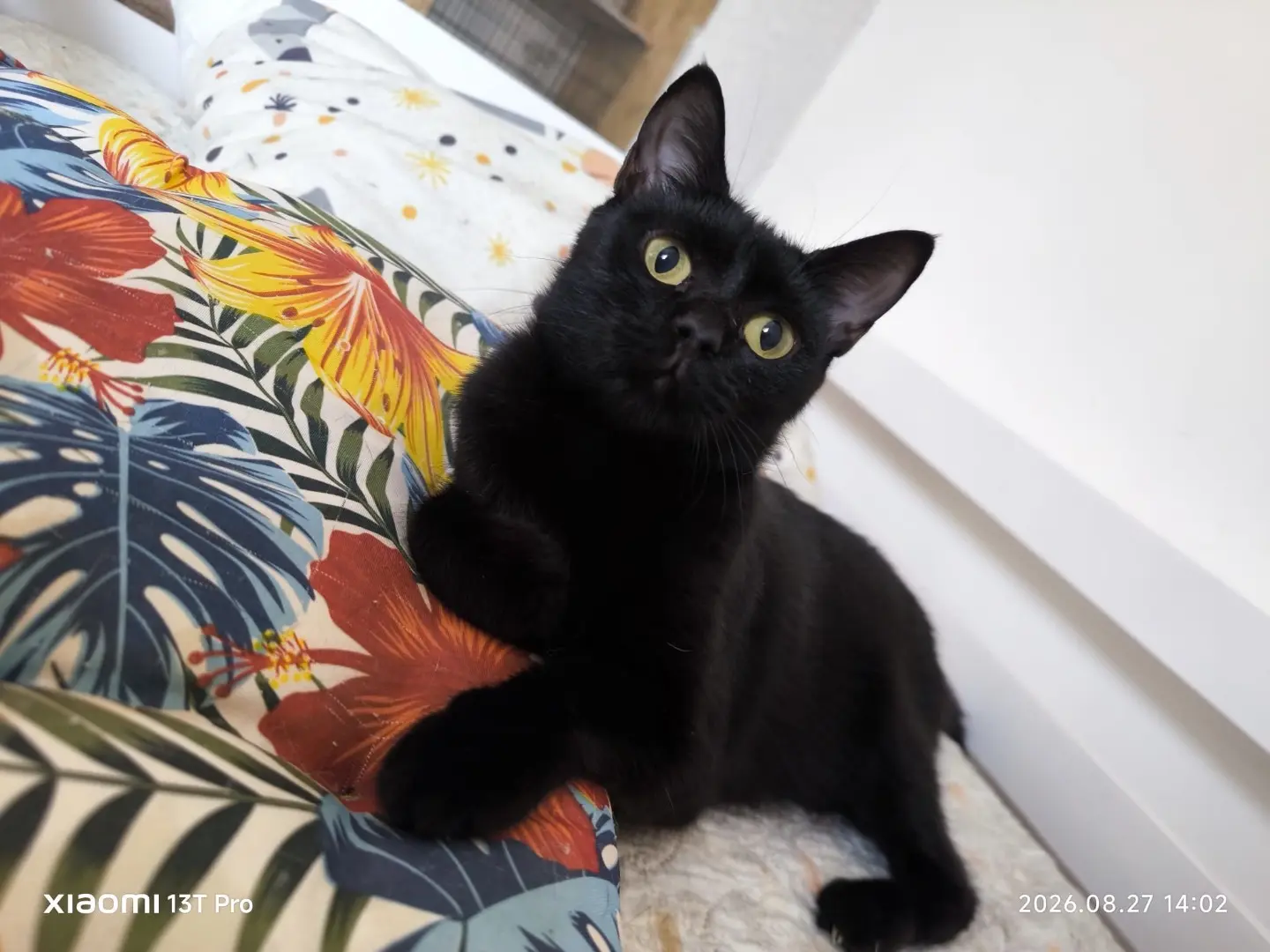 Adozione gatto, femmina, Razza sconosciuta Razza sconosciuta, 11 mesi, taglia non valida, Bari