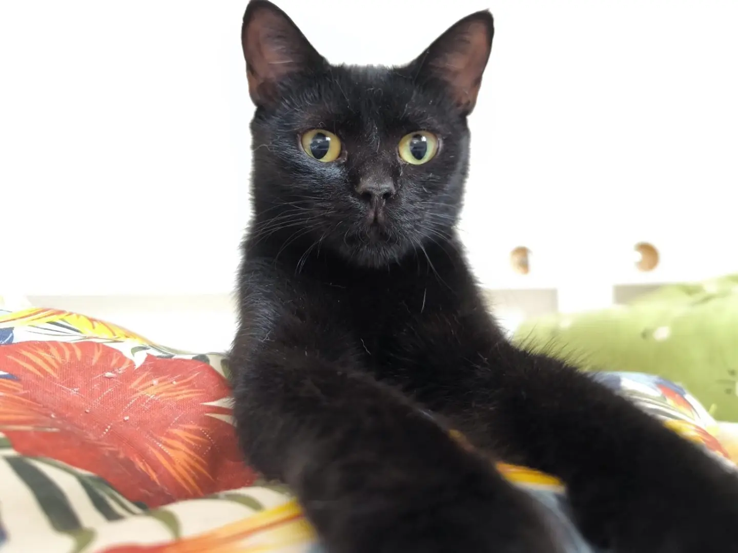 Adotta un gatto, femmina, 11 mesi, Bari