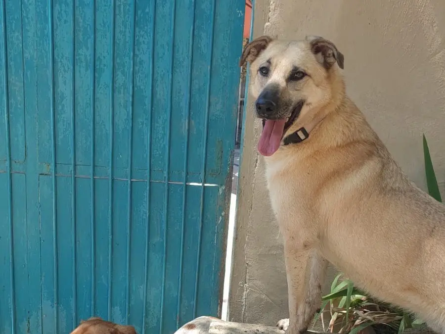 Adozione cane, maschio, Razza sconosciuta Razza sconosciuta, 2 anni e 9 mesi, taglia media, Torino