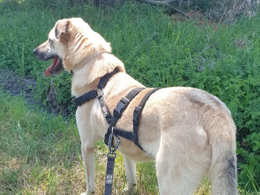 Adotta un cane, maschio, 2 anni e 9 mesi, Torino