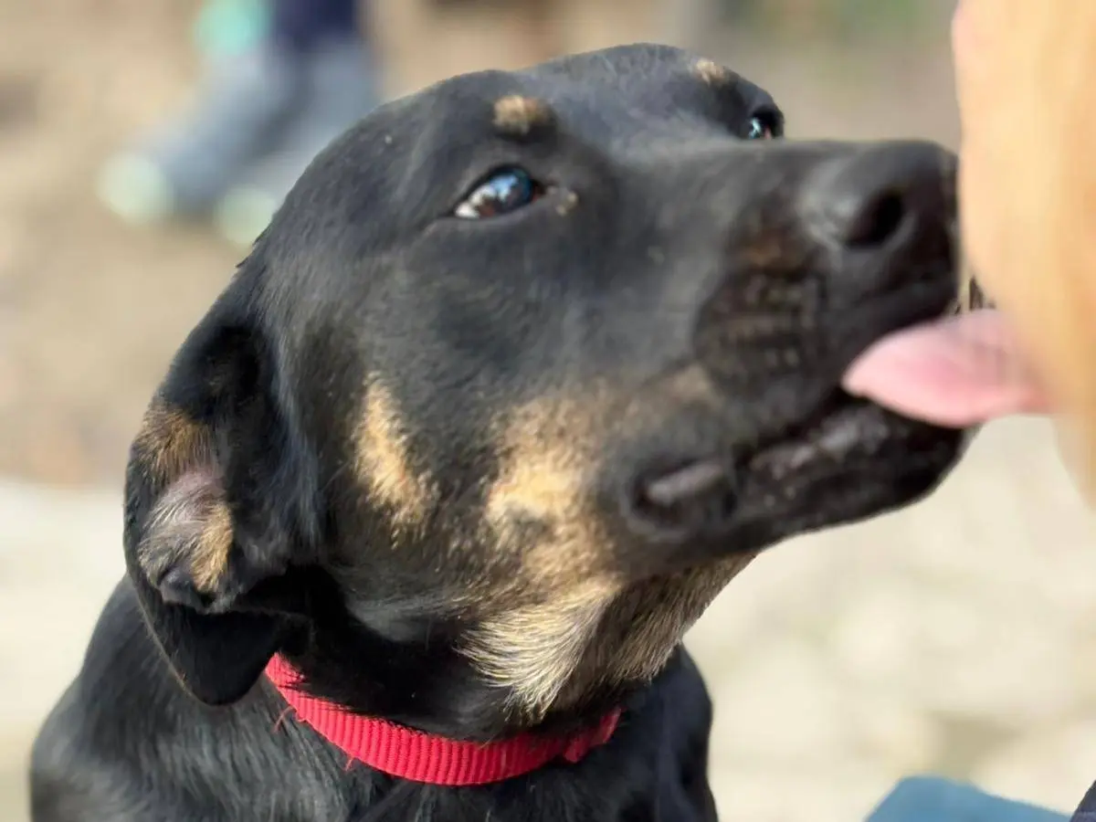 Adotta un cane, femmina, 1 anno e 7 mesi, Parma