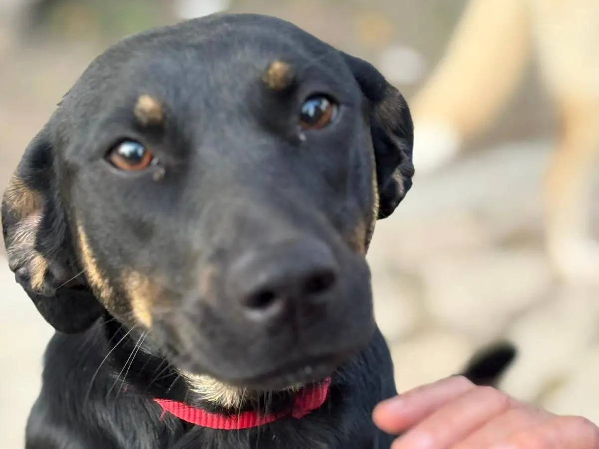 Adozione cane, femmina, Razza sconosciuta Razza sconosciuta, 1 anno e 7 mesi, taglia media contenuta, Parma