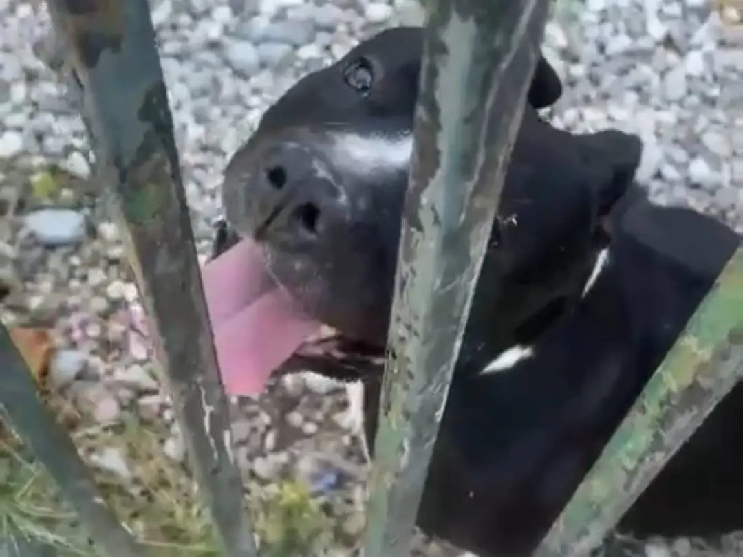 Adotta il cane Aron a Mantova