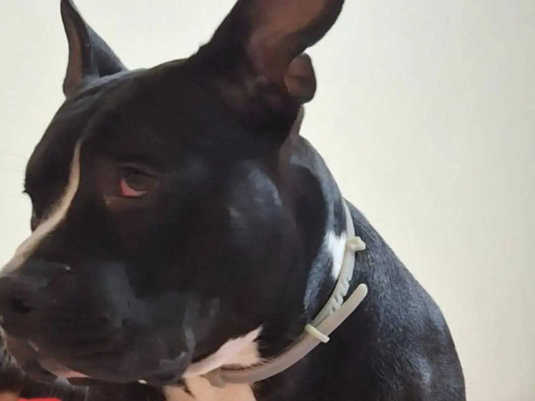 Adotta un cane, taglia grande, maschio, Mantova