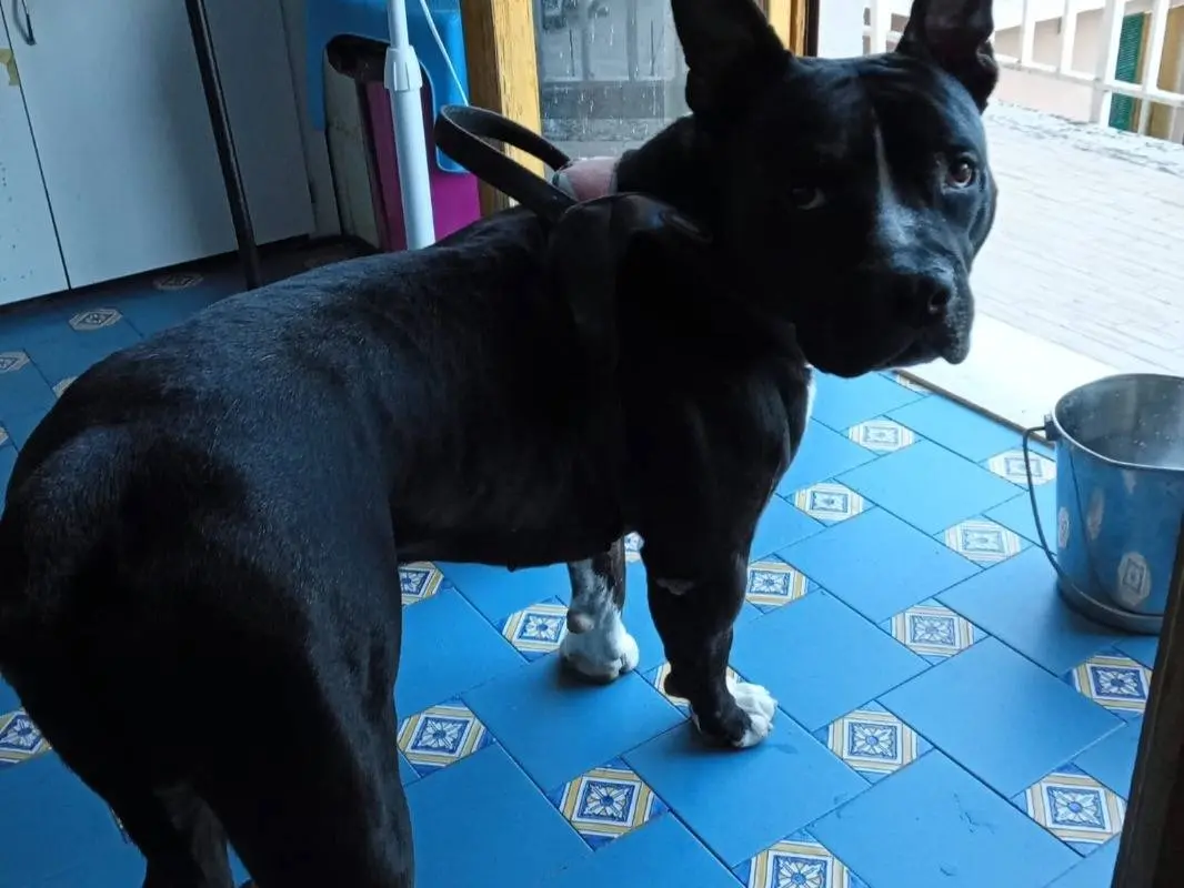 Adotta un cane, maschio, 3 anni e 4 mesi, Mantova