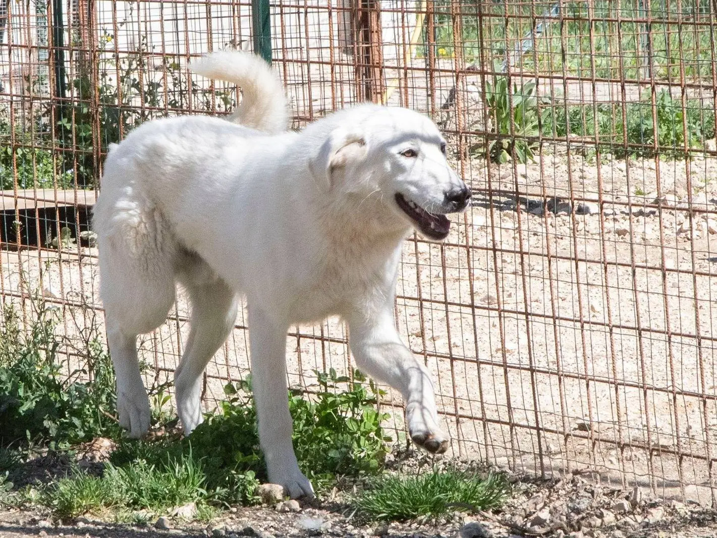 Adotta un cane, taglia grande, maschio, Frosinone