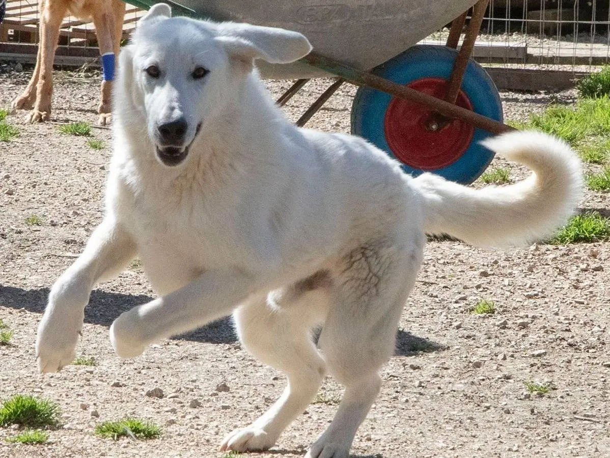 Adotta un cane, maschio, 2 anni e 5 mesi, Frosinone