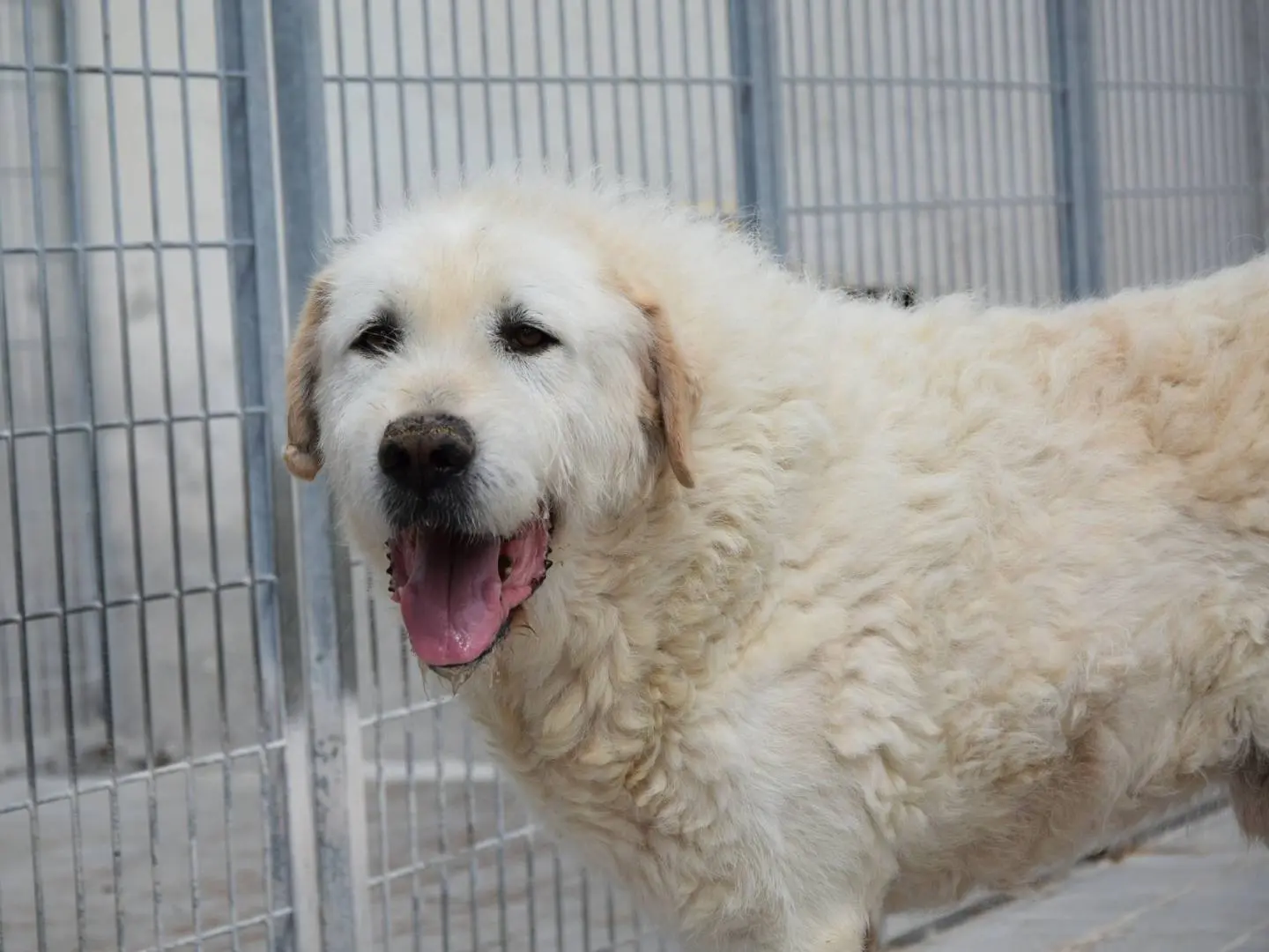 Adozione cane, maschio, Razza sconosciuta Razza sconosciuta, 10 anni e 11 mesi, taglia grande, Chieti