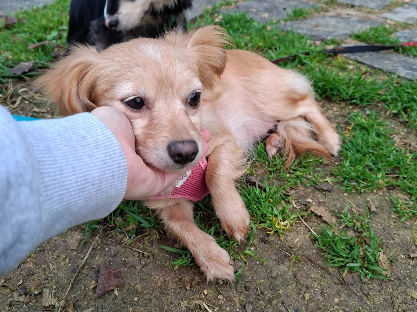 Adozione cane, femmina, Razza sconosciuta Razza sconosciuta, 3 anni e 10 mesi, taglia piccola, Asti