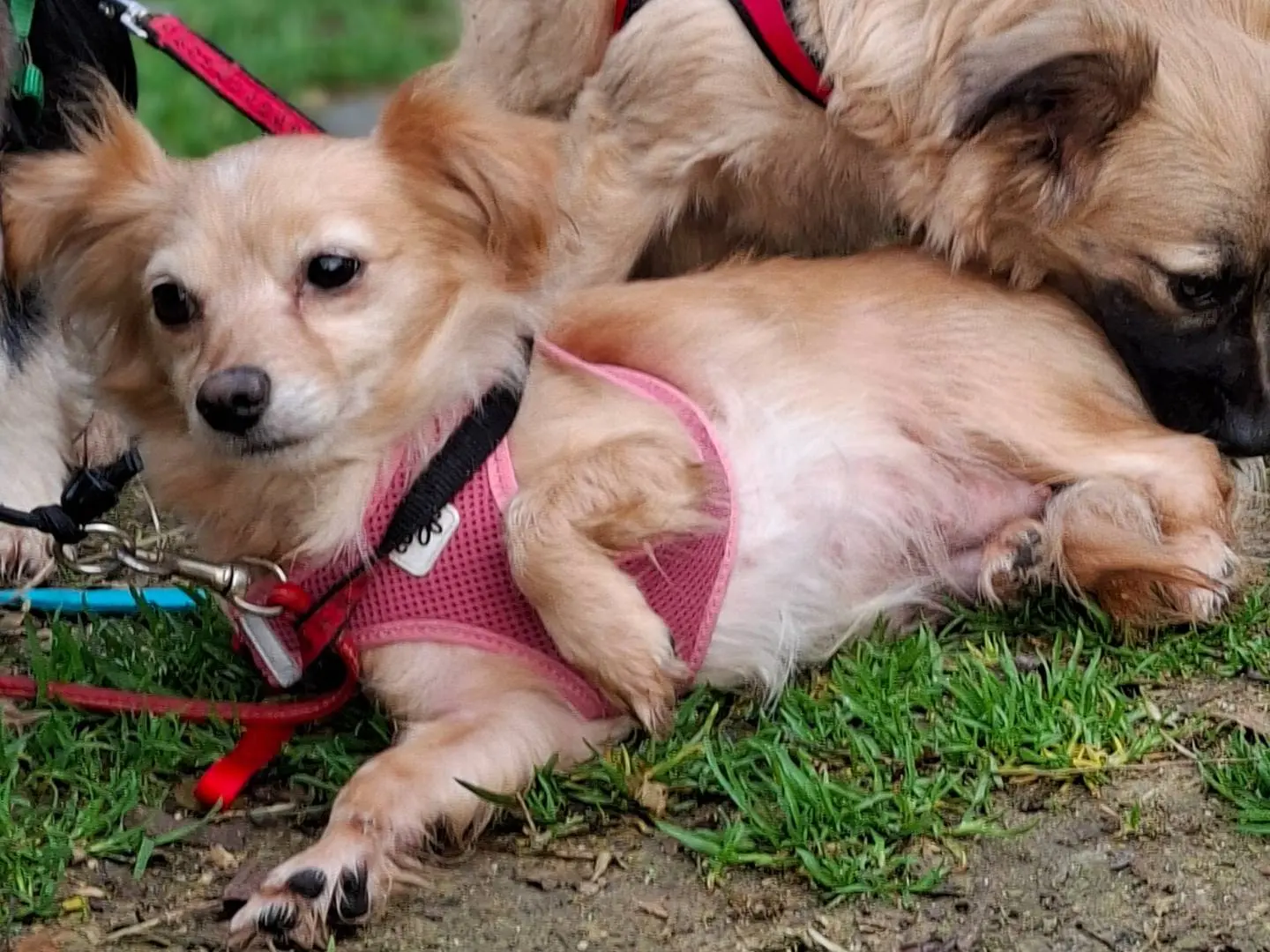Adotta un cane, femmina, 3 anni e 10 mesi, Asti