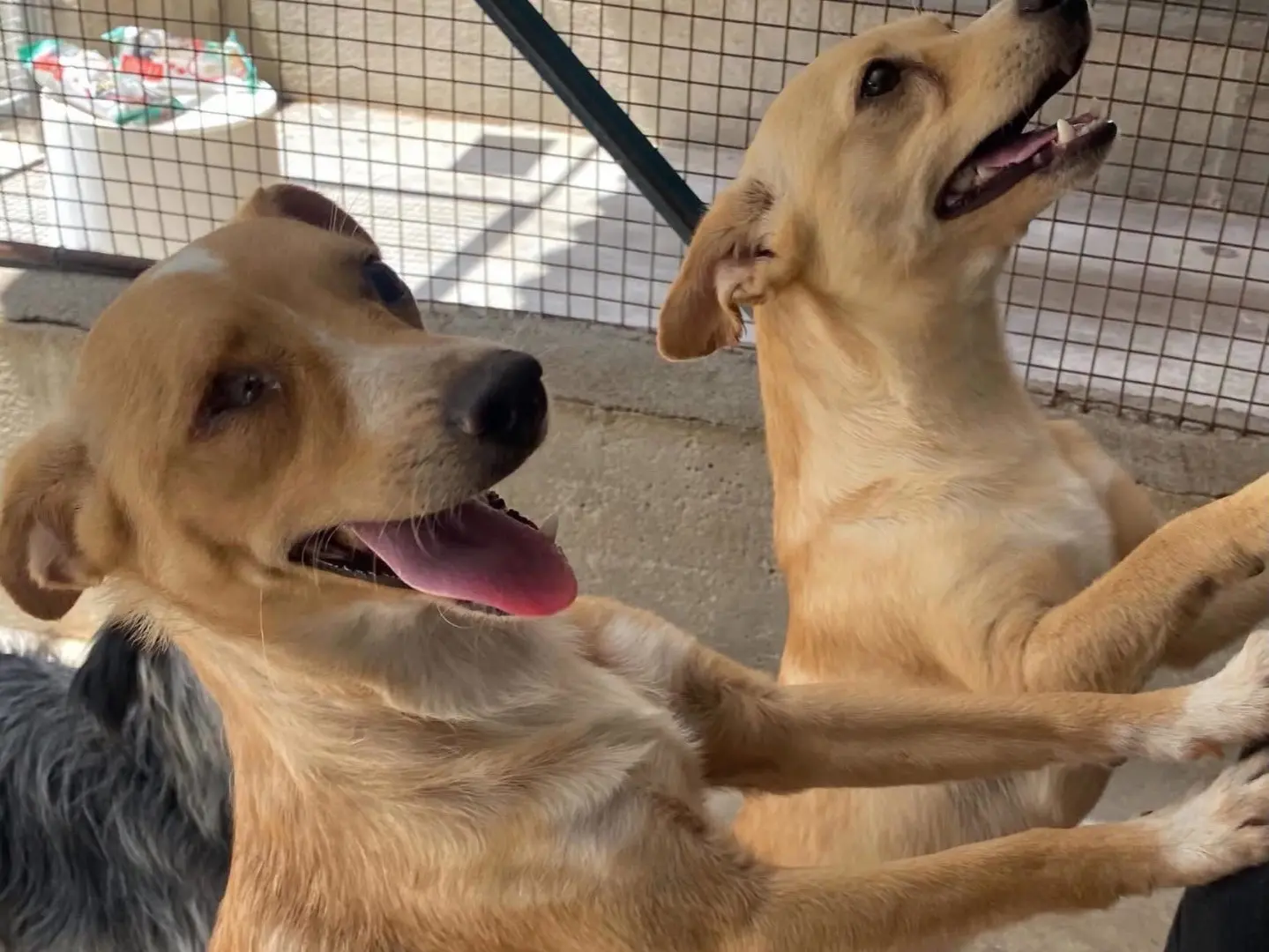 Vuoi adottare un cane a Latina?