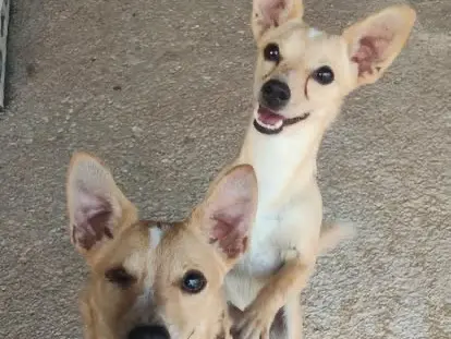 Adotta il cane BINGO a Latina