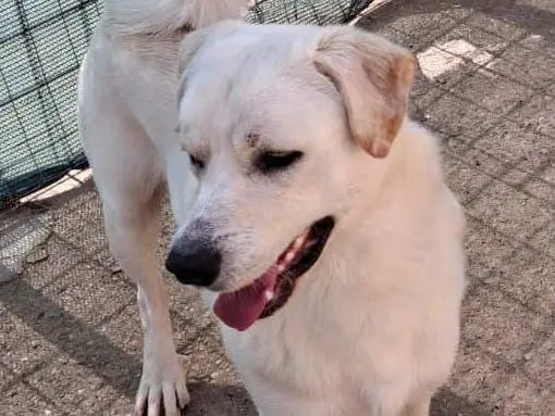 Vuoi adottare un cane a Crotone?