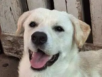 Adotta un cane, maschio, 2 anni e 9 mesi, Crotone