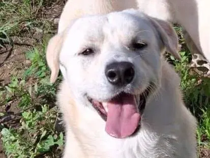 Adozione cane, maschio, Razza sconosciuta Razza sconosciuta, 2 anni e 9 mesi, taglia media, Crotone