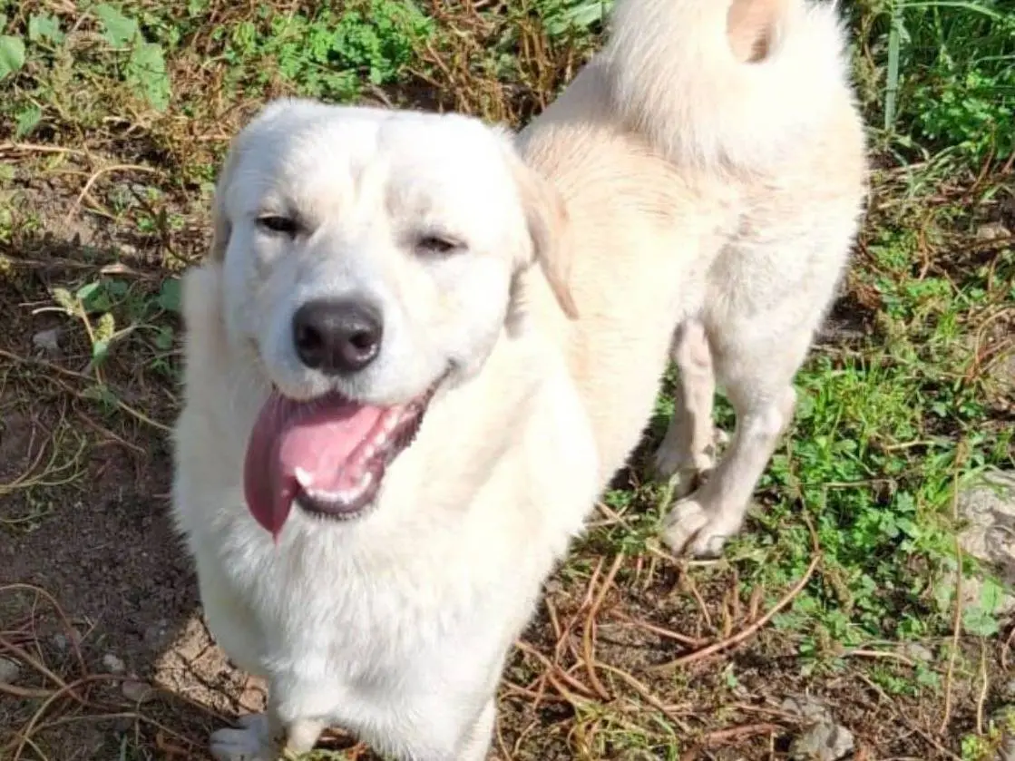 Adotta il cane WATSON a Crotone
