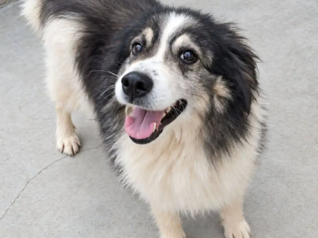 Adozione cane, maschio, Razza sconosciuta Razza sconosciuta, 2 anni e 1 mese, taglia media, Bari