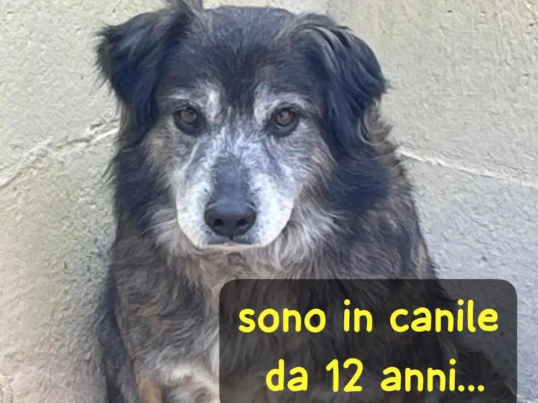 Foto 1 dell'animale