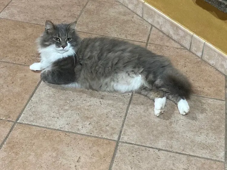 Adotta il gatto Gigio a Oristano