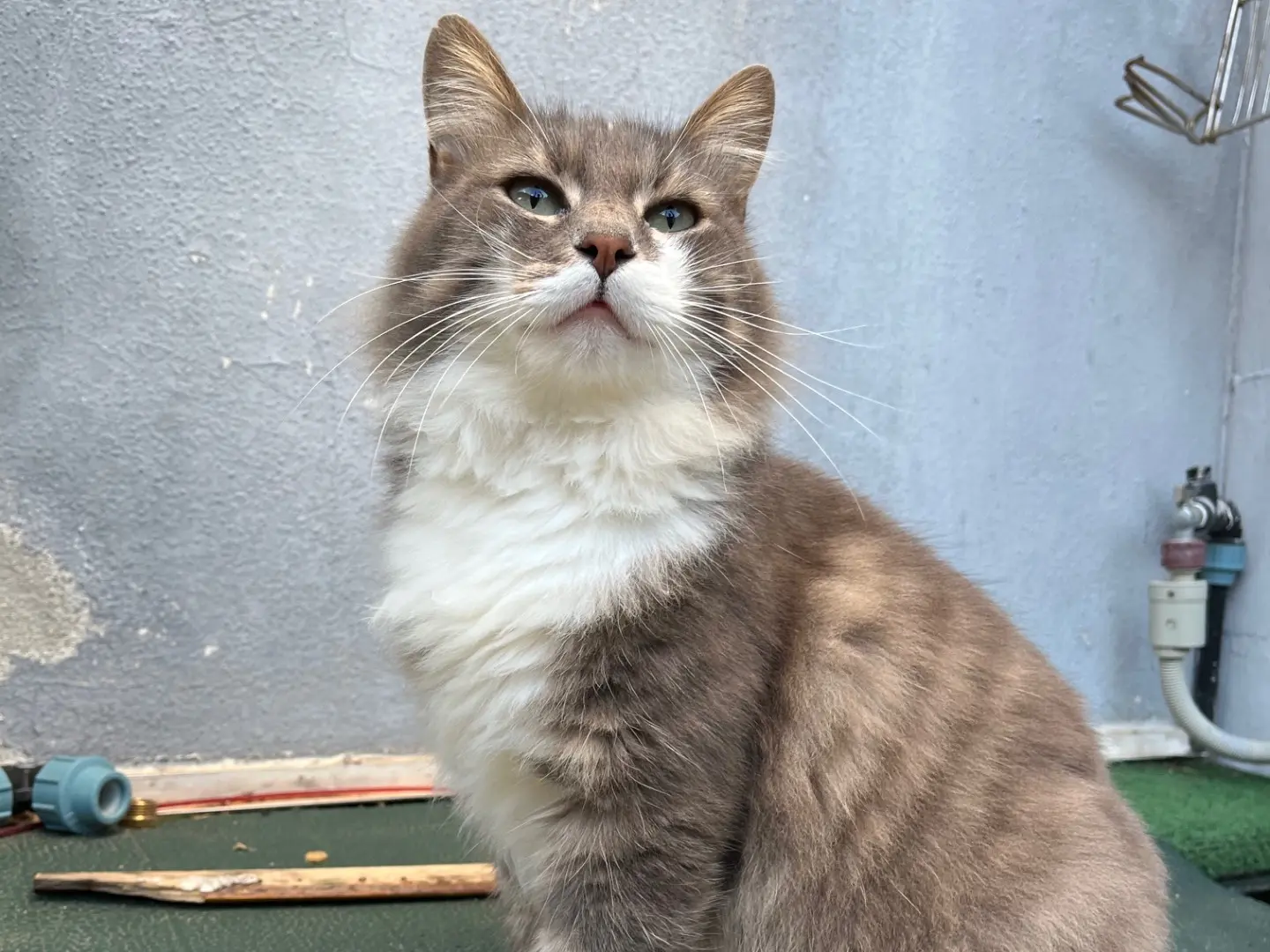 Adozione gatto, maschio, Razza sconosciuta Razza sconosciuta, 3 anni e 11 mesi, taglia non valida, Oristano