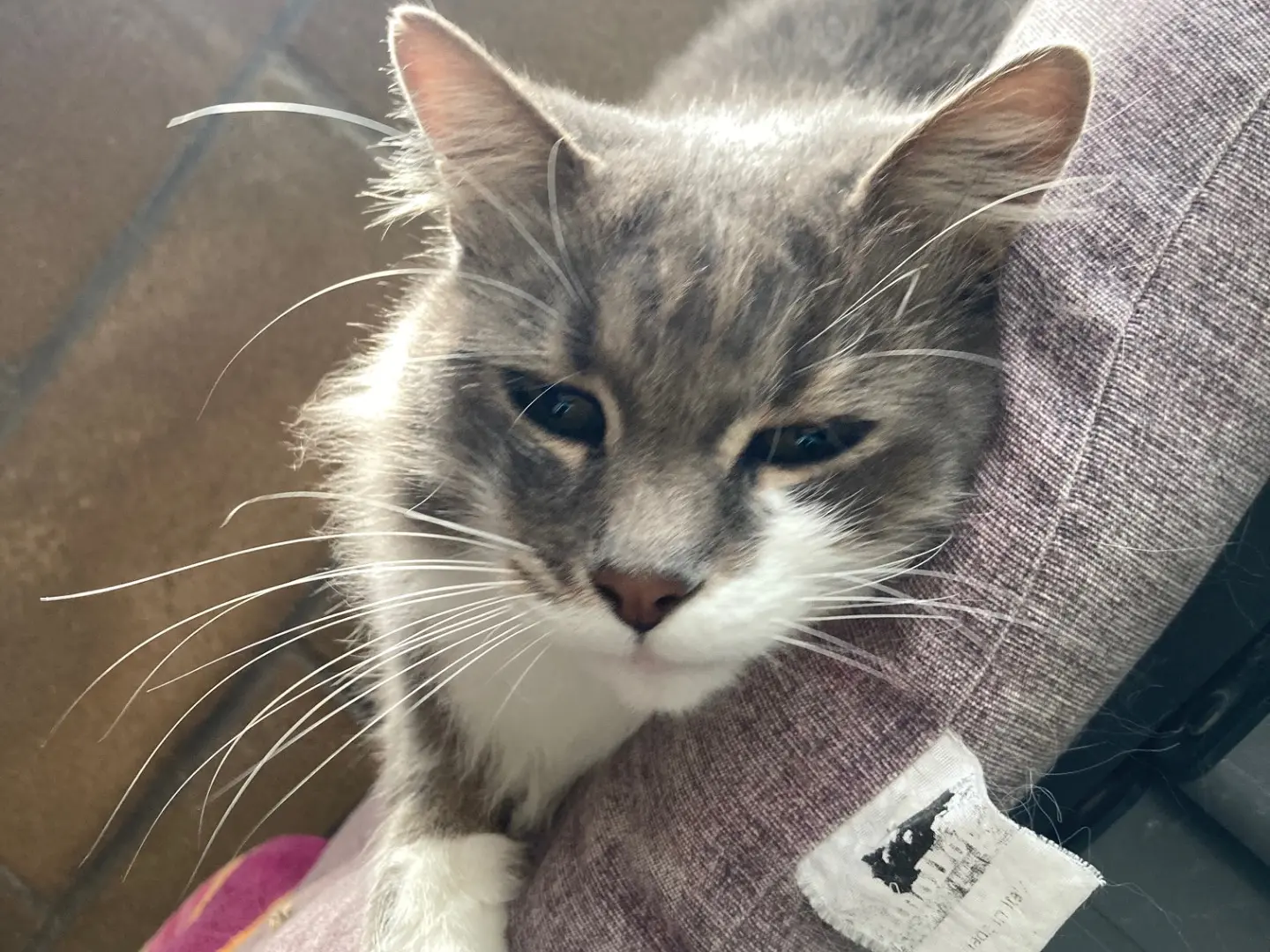 Adotta un gatto, maschio, 3 anni e 11 mesi, Oristano