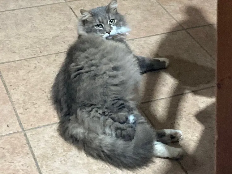 Vuoi adottare un gatto a Oristano?